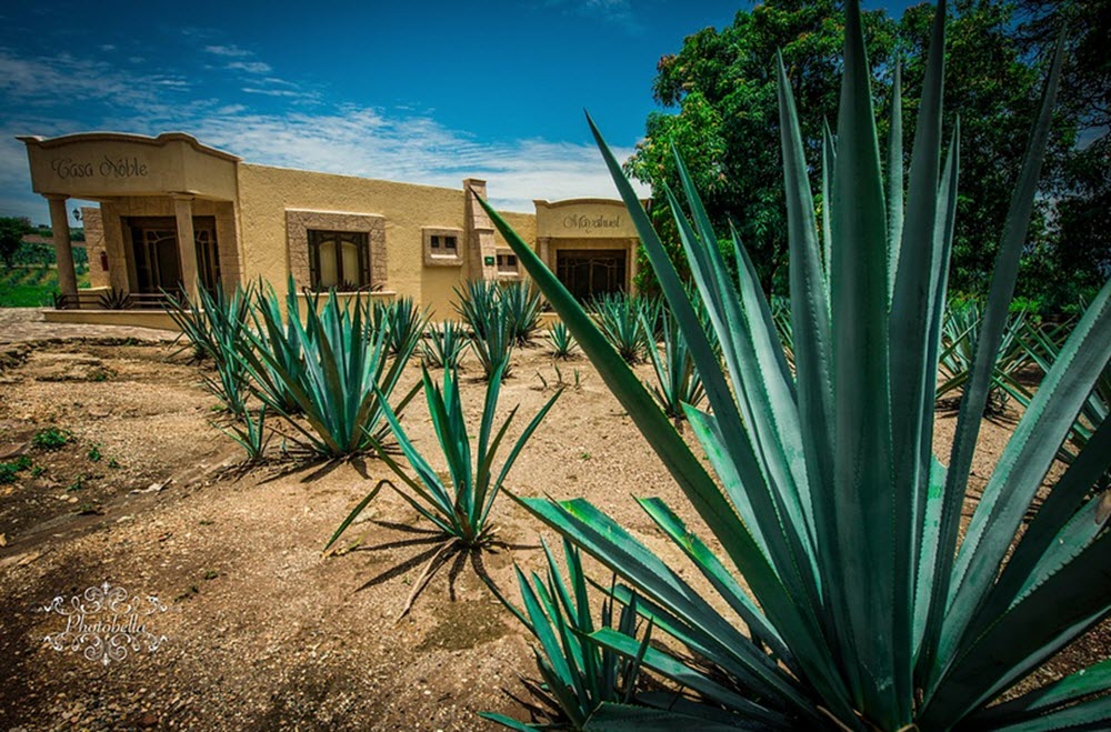 agave mexico